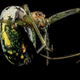 Illustration for article titled 11 Glittering Insects From the US Geological Surveys Bug Collection